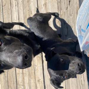 Image of Unknown, Found Dog