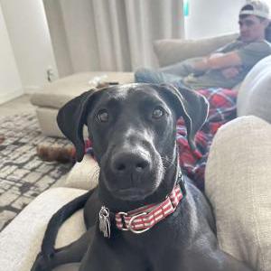 Image of Nova, Lost Dog