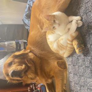 Image of William/ Willie, Lost Dog