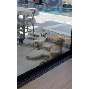 Image of unknown, Found Dog