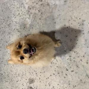 Image of Unknown, Found Dog