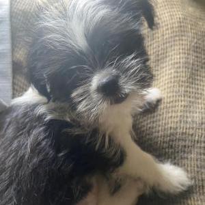 Lost Dog Tokyo