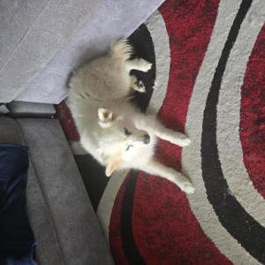 Found Dog Unknown