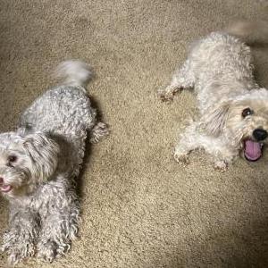Image of Unknown, Found Dog