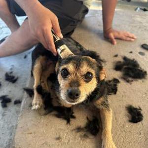 Image of Bella, Lost Dog