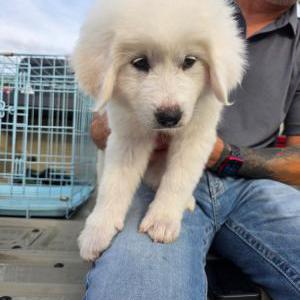 Image of Luna, Lost Dog