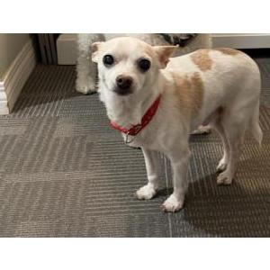 Image of Spark, Lost Dog