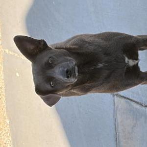 Image of Unknown, Found Dog