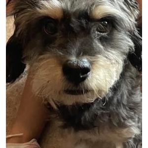 Image of Donald, Lost Dog