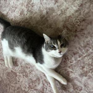 Image of Smokey, Lost Cat