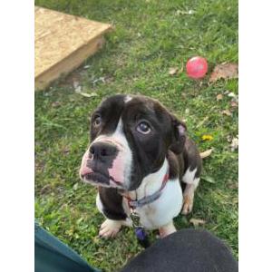 Image of Tank, Lost Dog