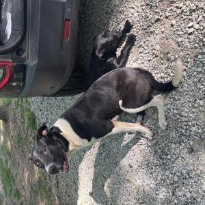 Image of Unknown, Found Dog