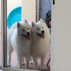 Image of UNKNOWN, Found Dog