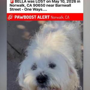 Image of Bella, Lost Dog