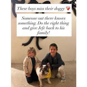 Image of Jefe, Lost Dog