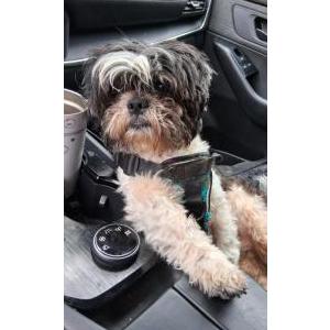 Lost 1 Angus (CA)