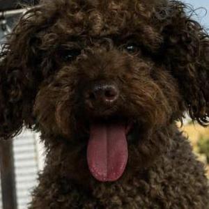 Image of Forty, Lost Dog