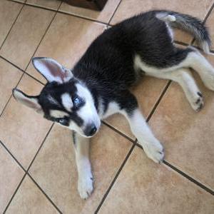 Image of Zorro, Lost Dog
