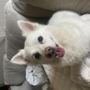 Image of Toby, Lost Dog