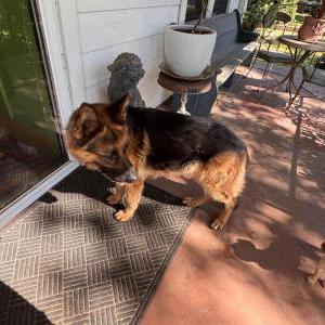Image of Unknown, Found Dog