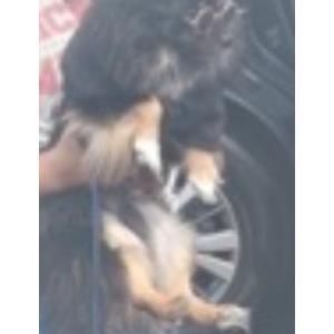Image of Ozzy, Lost Dog