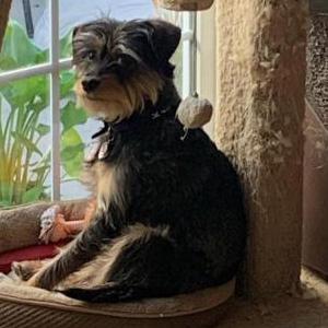Image of TWITCH, Lost Dog