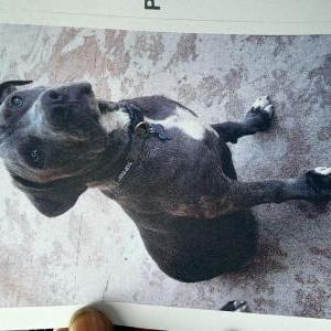 Image of Zyire, Lost Dog