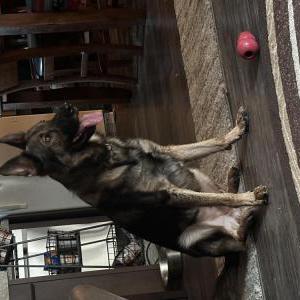 Image of Granger, Lost Dog