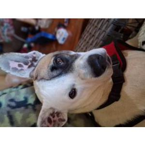 Image of River, Lost Dog