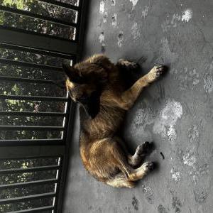Image of Unknown, Found Dog