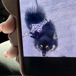 Image of Benson, Lost Dog