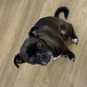 Found Dog Unknown