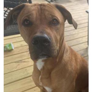 Image of Redbone, Lost Dog