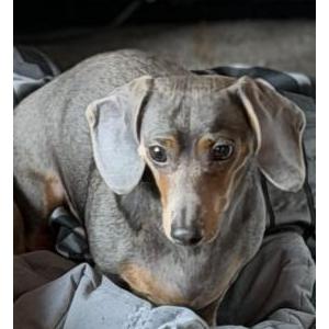 Image of Hazel, Lost Dog