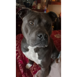 Image of Bruiser, Lost Dog