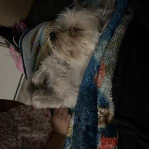 Image of Comino, Lost Dog