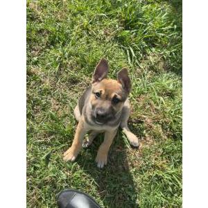 Lost Dog Security