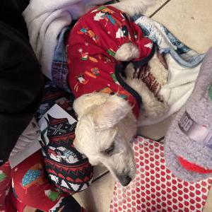 Image of Raquel, Lost Dog