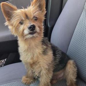 Image of Chase, Lost Dog