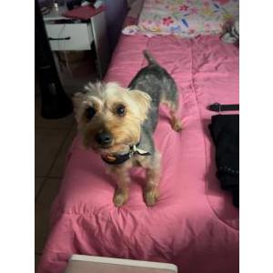 Image of Ricky, Lost Dog