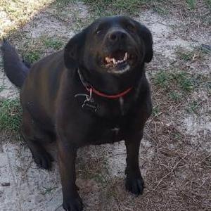 Lost Dog Obsidian