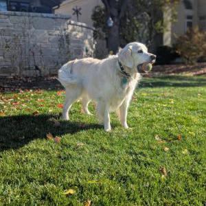 Image of Barley, Lost Dog