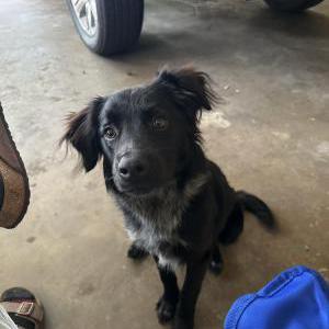 Image of Unknown, Found Dog