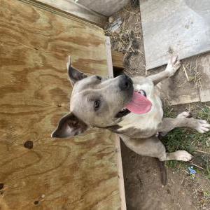 Found Dog unknown