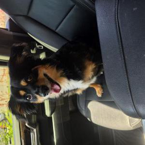 Image of Hazel, Lost Dog
