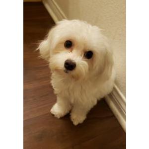 Image of momo, Lost Dog