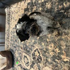 Image of Izzy, Lost Dog