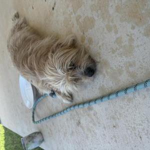 Found Dog Unknown