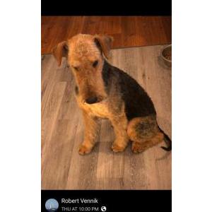 Image of Robin, Lost Dog