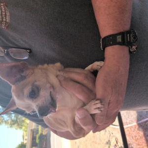Found Dog Unknown
